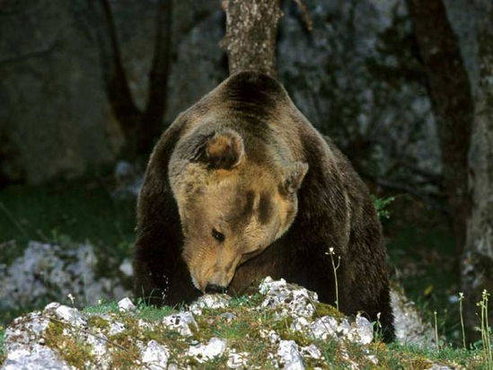 Orso Marsicano - Ursus arctos marsicanus 